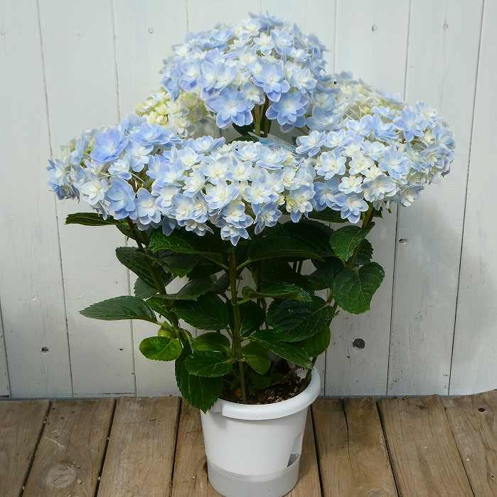 あじさい 万華鏡 5号鉢 鉢花 鉢植え 母の日 ギフト プレゼント 250424