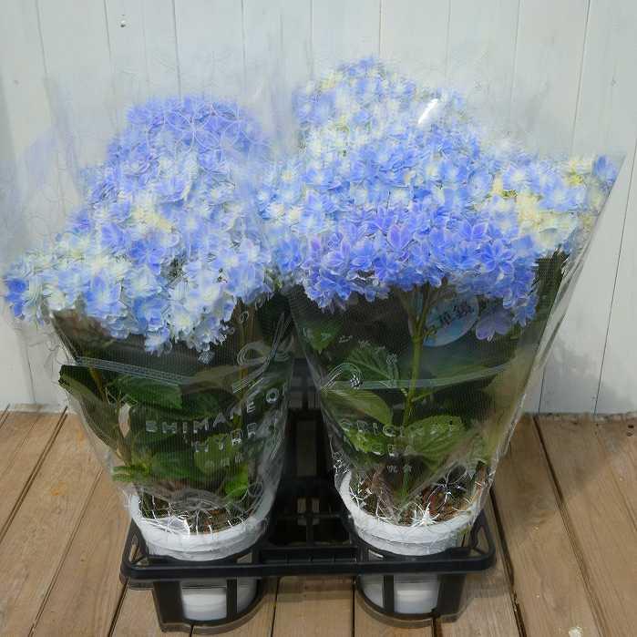 あじさい 万華鏡 5号鉢 鉢花 鉢植え 母の日 ギフト プレゼント 250424