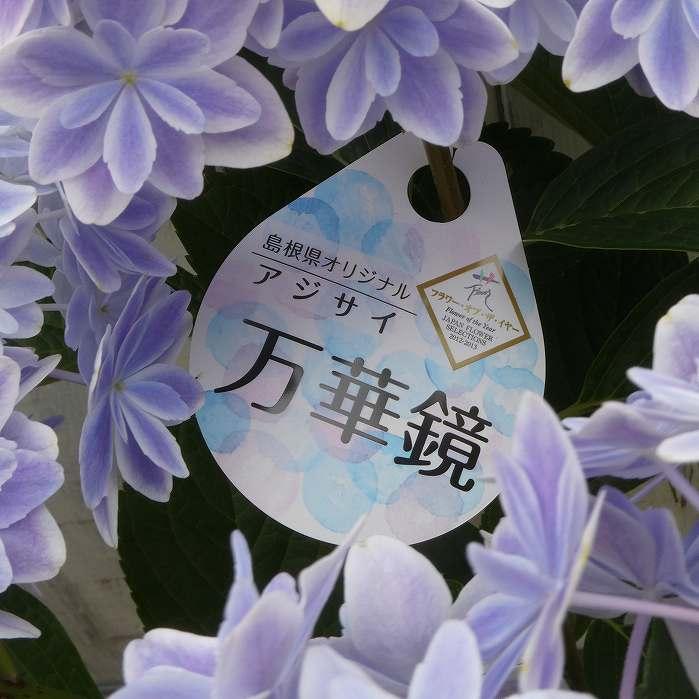 あじさい 万華鏡 5号鉢 鉢花 鉢植え 母の日 ギフト プレゼント 250424