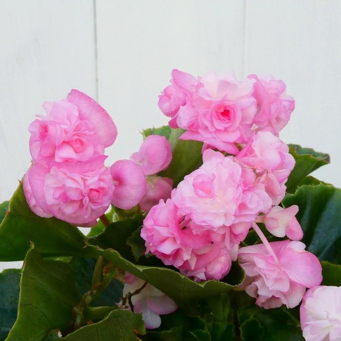 花苗 ベゴニア パソダブル ライトピンク 八重咲き 3 5号 夏の花 花壇苗 ピンク 0601 Docintosh Com