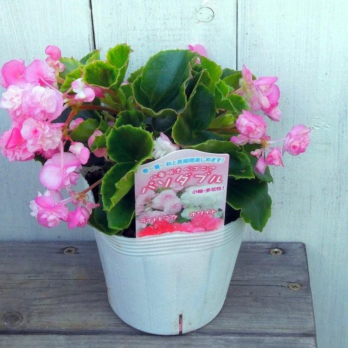 花苗 驚きの価格が実現 ベゴニア パソダブル ライトピンク 八重咲き 0601 ピンク 3 5号 夏の花 花壇苗