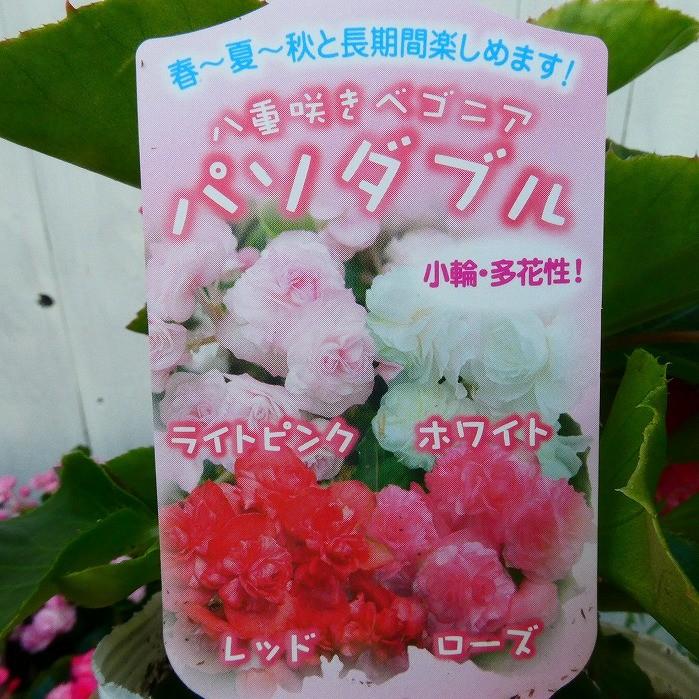 花苗 驚きの価格が実現 ベゴニア パソダブル ライトピンク 八重咲き 0601 ピンク 3 5号 夏の花 花壇苗