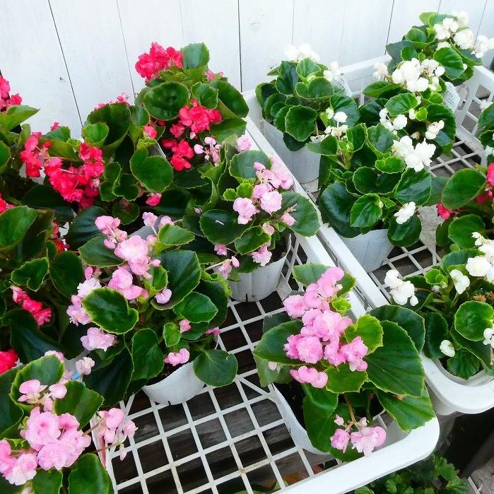 花苗 驚きの価格が実現 ベゴニア パソダブル ライトピンク 八重咲き 0601 ピンク 3 5号 夏の花 花壇苗