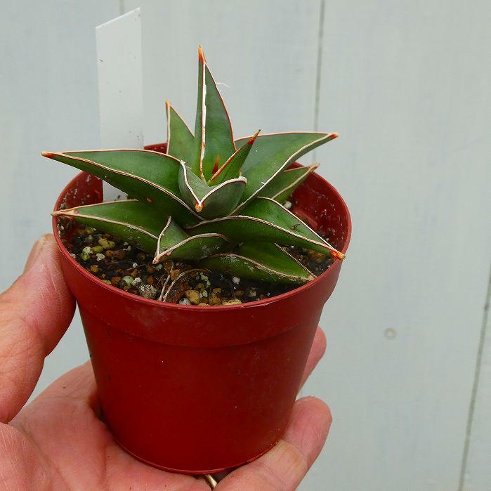 サンスベリア ラブラノス 2.5号 観葉植物 サンセベリア 鉢植え 斑入り