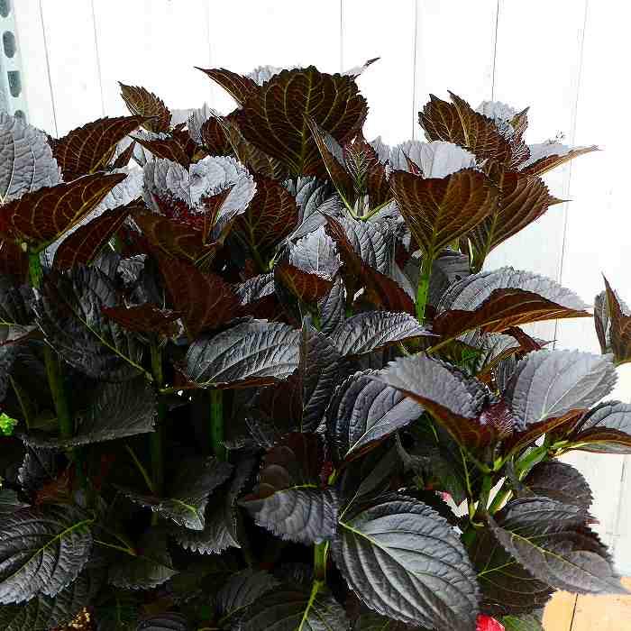 アジサイ ブラックダイヤモンズ 黒葉 額アジサイ 7号ポット 赤