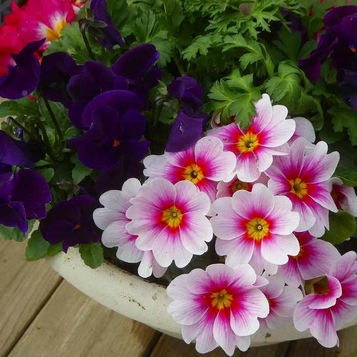寄せ植え 現品14 冬の花 春まで咲く 直径30cm鉢 寒さ強い 250127