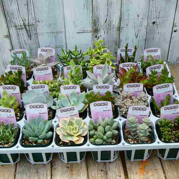 多肉植物 苗 群月花 2.5号 観葉植物 250309 : お花処 昌山園 - 通販