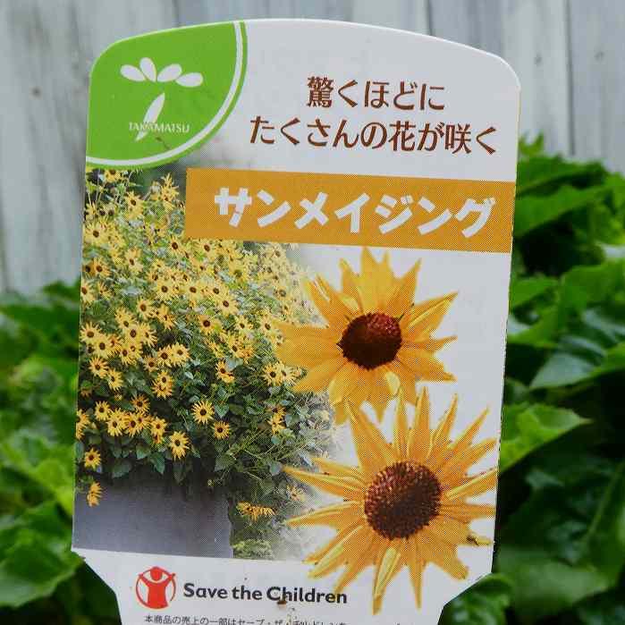 ヒマワリ　4点 ヒマワリ 苗 サンメイジング 4号 ひまわり 夏の花 多花性 260514