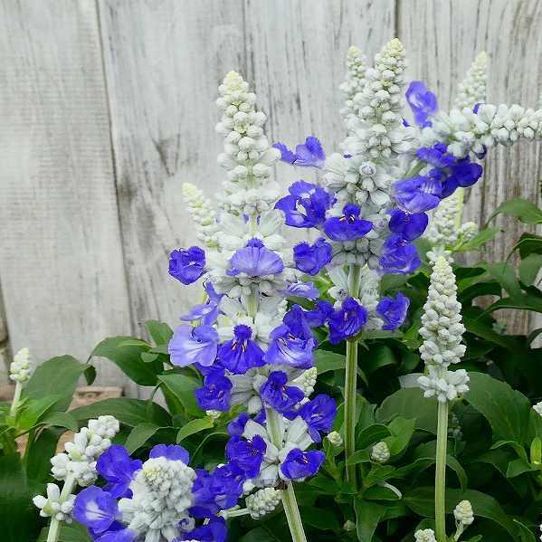 栄養系ブルーサルビア 苗 サリーファン ブルーアイス 花苗 3.5号 青花