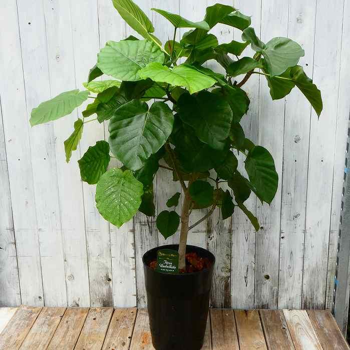 ウンベラータ 全高100cm 8号鉢 観葉植物 フィカス・ウンベラータ ウンベラータ 全高100cm 8号鉢 観葉植物 フィカス・ウンベラータ