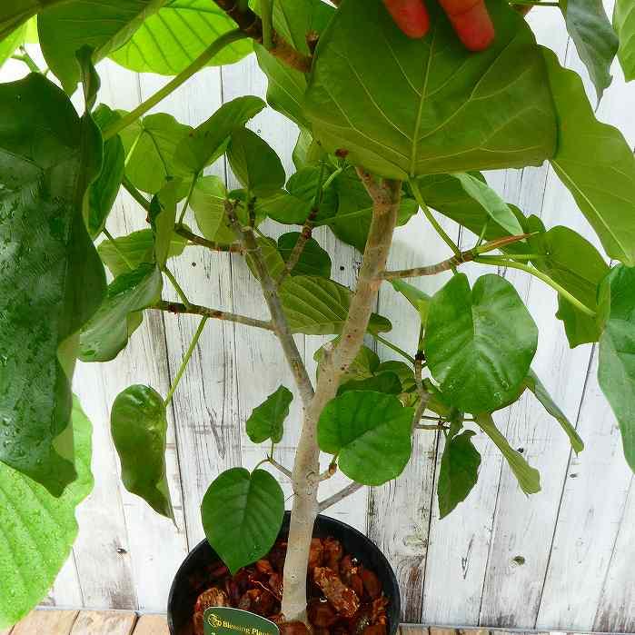 ウンベラータ 全高100cm 8号鉢 観葉植物 フィカス・ウンベラータ ウンベラータ 全高100cm 8号鉢 観葉植物 フィカス・ウンベラータ