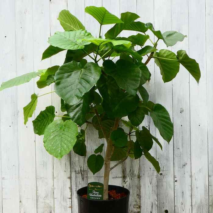 ウンベラータ 全高100cm 8号鉢 観葉植物 フィカス・ウンベラータ ウンベラータ 全高100cm 8号鉢 観葉植物 フィカス・ウンベラータ