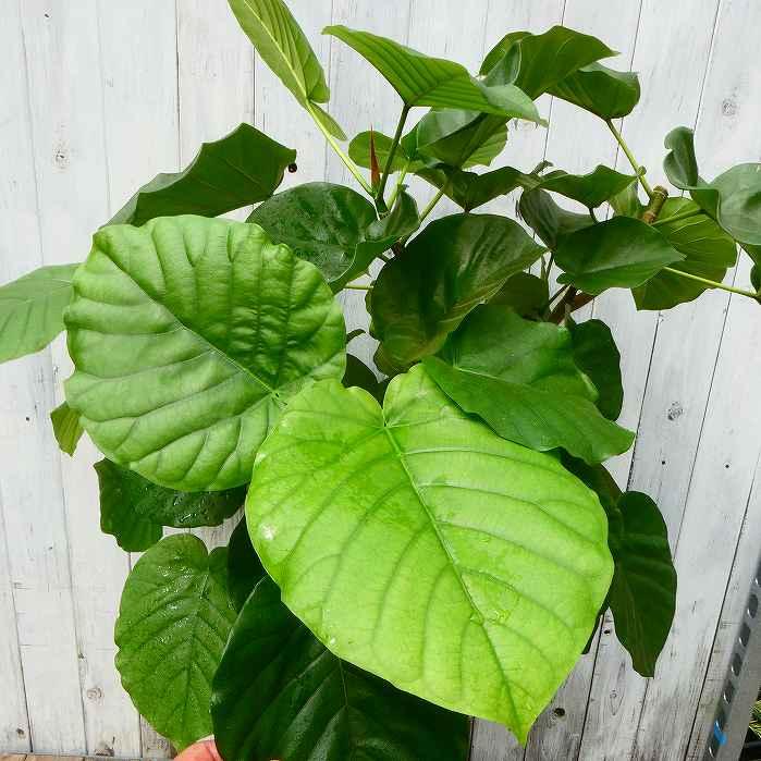 ウンベラータ 全高100cm 8号鉢 観葉植物 フィカス・ウンベラータ ウンベラータ 全高100cm 8号鉢 観葉植物 フィカス・ウンベラータ