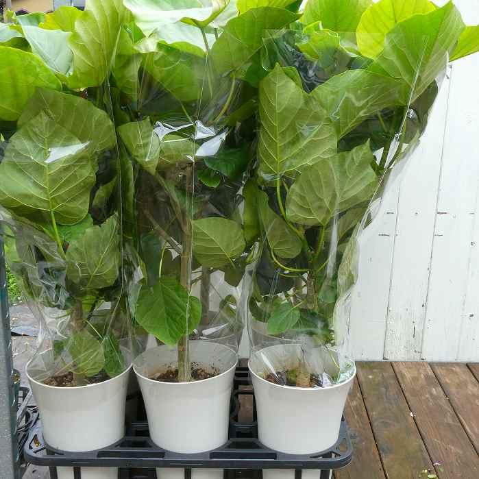 ウンベラータの鉢植え フィカス・ウンベラータ 8号 白陶器鉢 ゆったりしたハート形の大きな