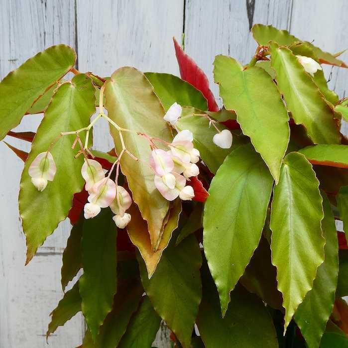 木立性ベゴニア 品種不明 白花 5号鉢 斑入り 観葉植物 カラーリーフ No 3 20 お花処 昌山園 通販 Yahoo ショッピング