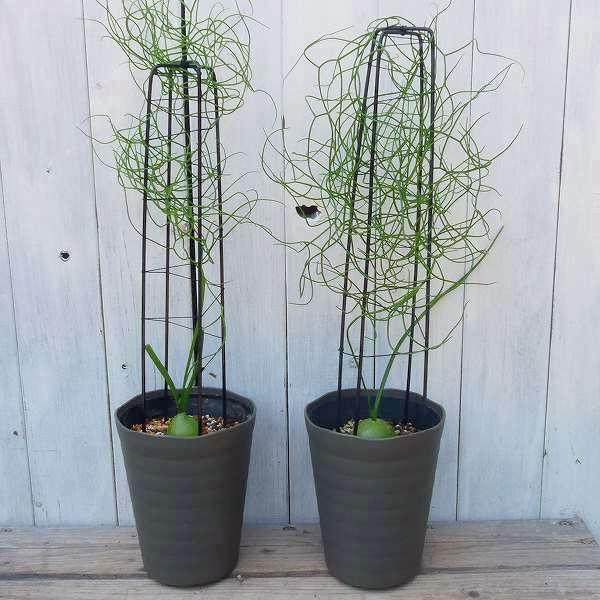 多肉植物 蒼角殿 4 5号 観葉植物 クライミングオニオン ソウカクデン 0525 お花処 昌山園 通販 Yahoo ショッピング