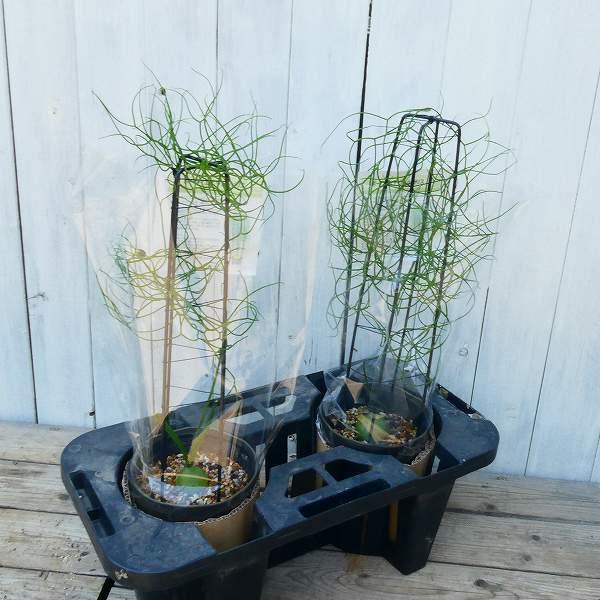 多肉植物 蒼角殿 4 5号 観葉植物 クライミングオニオン ソウカクデン 0525 お花処 昌山園 通販 Yahoo ショッピング