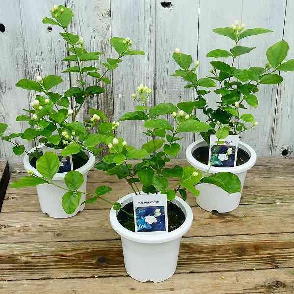 ジャスミン マツリカ 八重咲き 4寸鉢 ピカケ 53ywwspcjp その他苗木 植木 Www Kiritara Com
