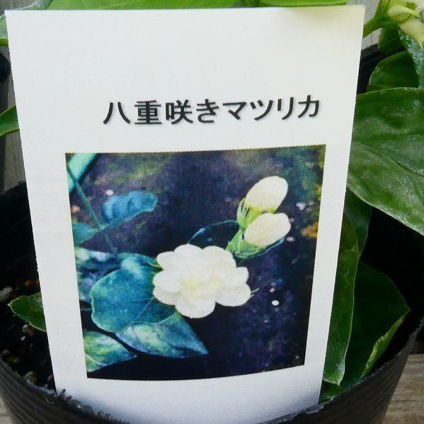 ジャスミン マツリカ 八重咲き 4寸鉢 ピカケ 53ywwspcjp その他苗木 植木 Www Kiritara Com