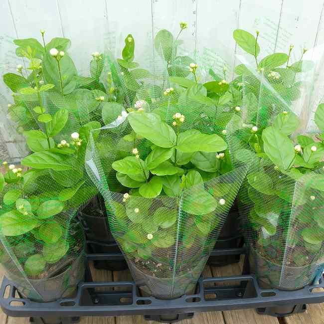 ジャスミン マツリカ 八重咲き ボタン咲き 4.5号鉢 香りの花 白花 苗