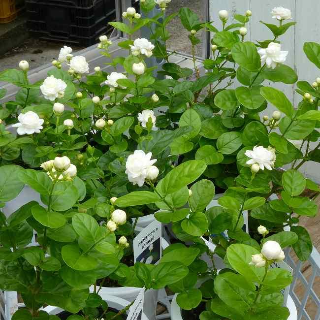 ジャスミン マツリカ 八重咲き ボタン咲き バラ咲き 4号鉢 香りの花
