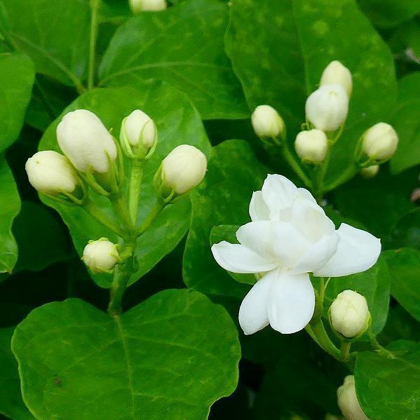 ジャスミン マツリカ 八重咲き 4寸鉢 ピカケ 53ywwspcjp その他苗木 植木 Www Kiritara Com