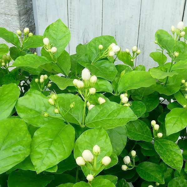 ジャスミン マツリカ 八重咲き 4寸鉢 ピカケ 53ywwspcjp その他苗木 植木 Www Kiritara Com