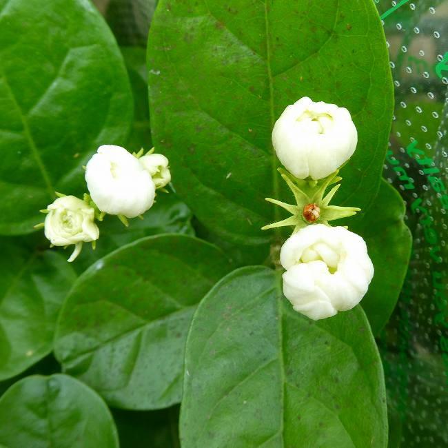 ジャスミン マツリカ 八重咲き ボタン咲き 4.5号鉢 香りの花 白花 苗