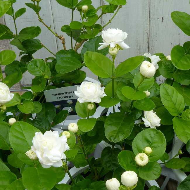 ジャスミン マツリカ 八重咲き ボタン咲き バラ咲き 4号鉢 香りの花