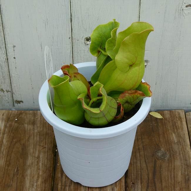 食虫植物 サラセニア プルプレア 4号鉢 観葉植物 260407 : お花処 昌