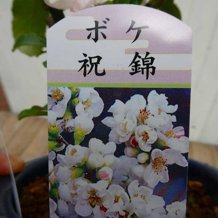 ボケ 祝錦 4号鉢 盆栽素材 木瓜 春の花 251203 : お花処 昌山園 - 通販