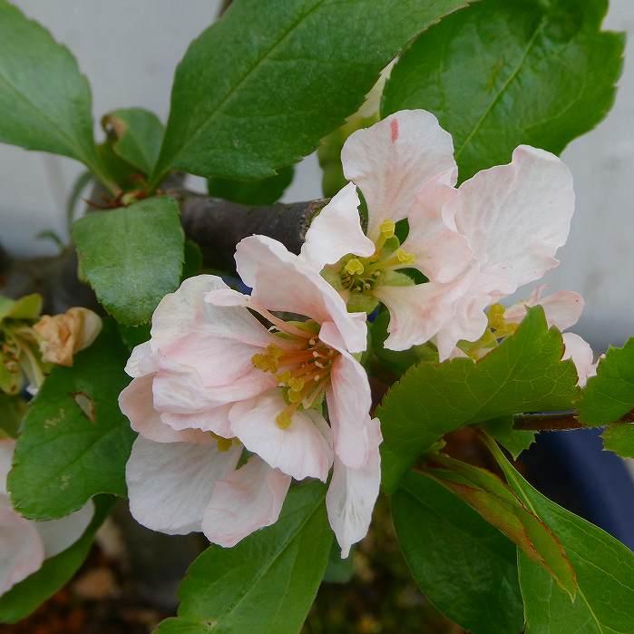 ボケ 祝錦 4号鉢 盆栽素材 木瓜 春の花 251203 : お花処 昌山園 - 通販
