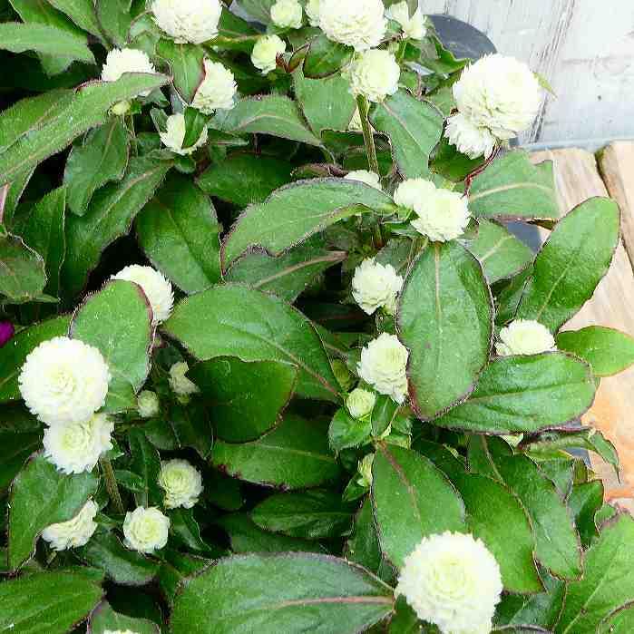 千日紅 苗 ラスベガス ホワイト 白花 矮性種 3 5号ポット センニチコウ 夏 秋花壇に 2609 お花処 昌山園 通販 Yahoo ショッピング