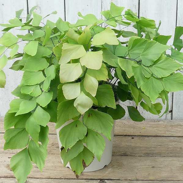 アジアンタム ペルビアナム 観葉植物 5号 大きな葉 2512 お花処 昌山園 通販 Yahoo ショッピング