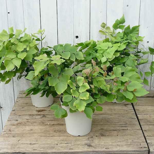 アジアンタム ペルビアナム 観葉植物 5号 大きな葉 220512 : お花処 昌 