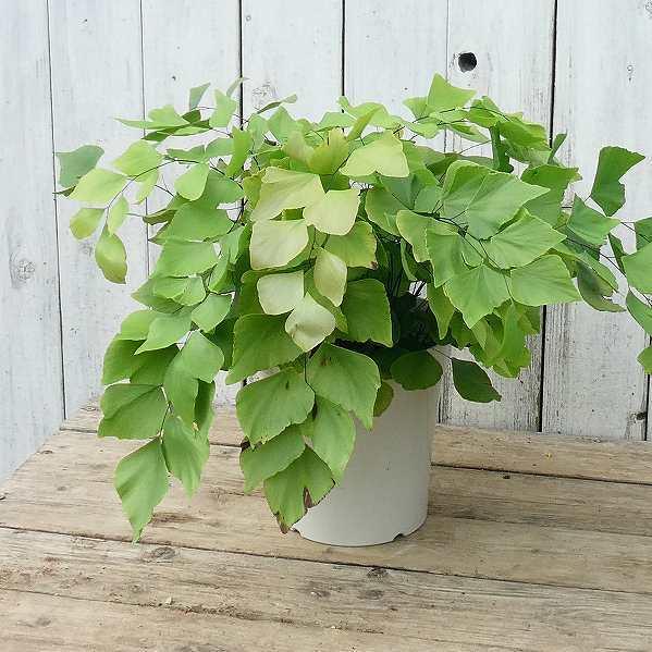 アジアンタム ペルビアナム 観葉植物 5号 大きな葉 220512 : お花処 昌 