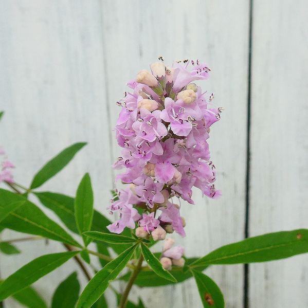 西洋ニンジンボク 西洋人参木 ピンク花 5号鉢 夏の花木 丈夫な落葉低木 2705 お花処 昌山園 通販 Yahoo ショッピング