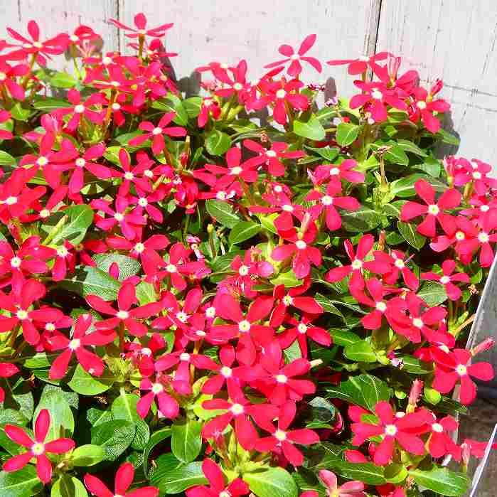 日々草 苗 夏花火 極小輪 レッド ニチニチソウ 3.5号 250527 : お花処