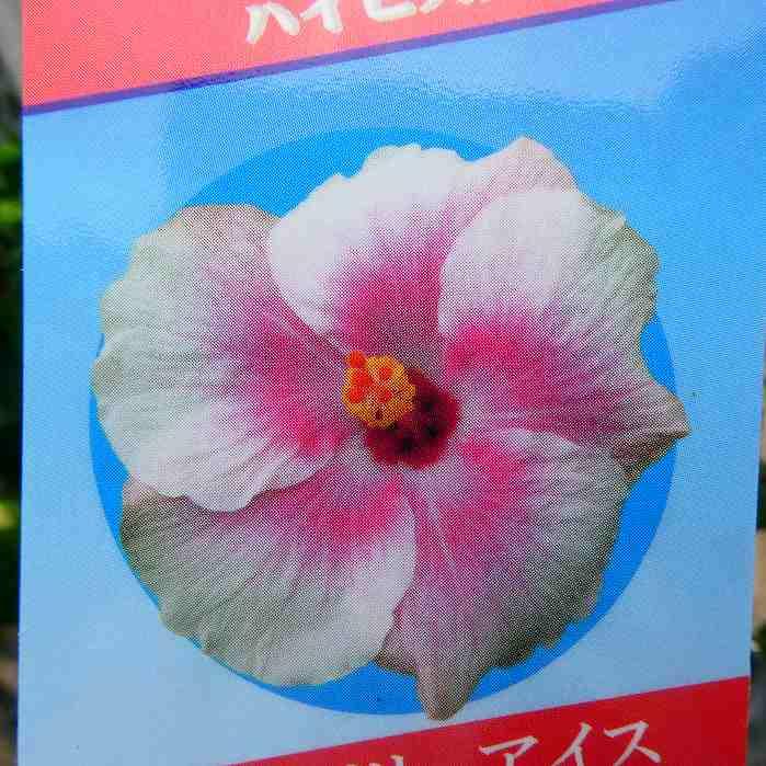 ハイビスカス ストロベリーアイス 5号鉢 ピンク 夏の花 苗 鉢花