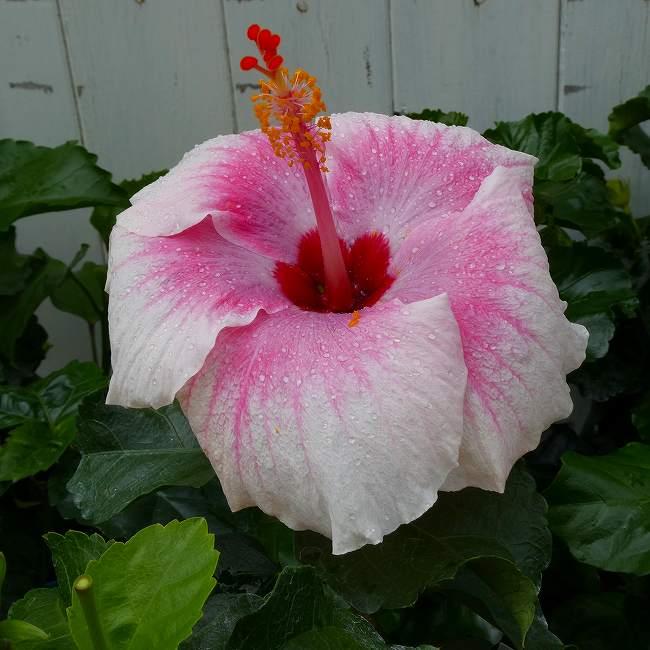 ハイビスカス ストロベリーアイス 5号鉢 ピンク 夏の花 苗 鉢花 230625