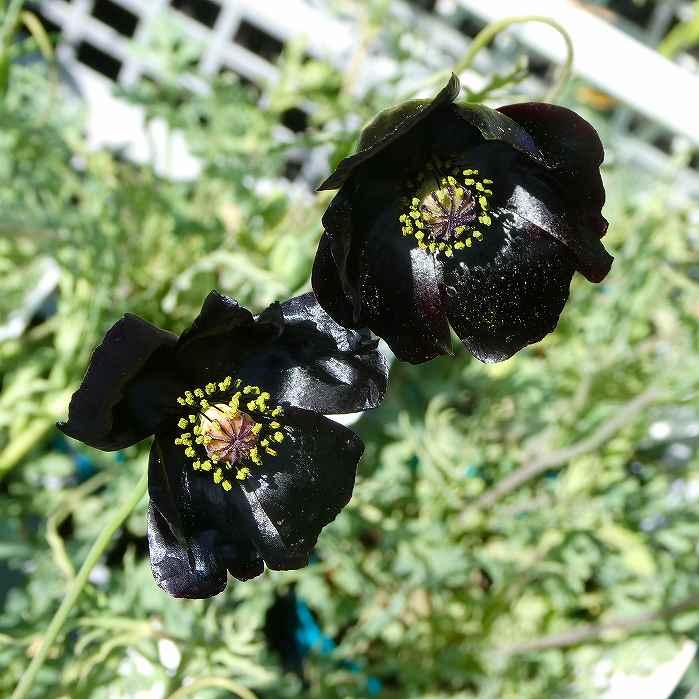 ポピー 苗 くろすけ 黒花 3.5号 花苗 春の花 黒い花 250311 : お花処