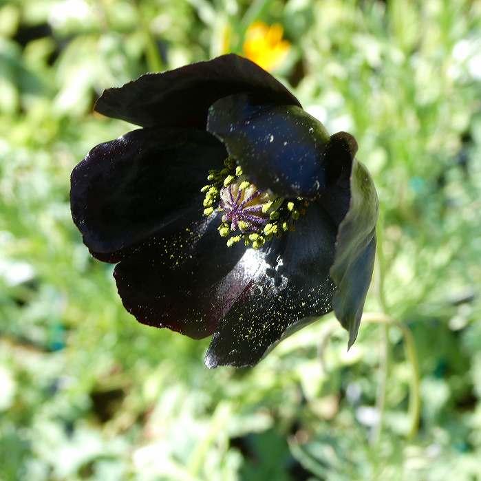 ポピー 苗 くろすけ 黒花 3.5号 花苗 春の花 黒い花 250311 : お花処