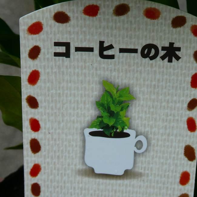 コーヒーの木 苗 3本植え アラビカ種 3.5号 観葉植物 グリーン 260906