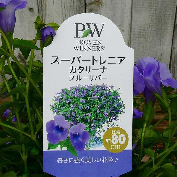 スーパートレニア 苗 カタリーナ ブルーリバー 3 5号 青花 夏の花苗 秋まで咲く 2628 お花処 昌山園 通販 Yahoo ショッピング