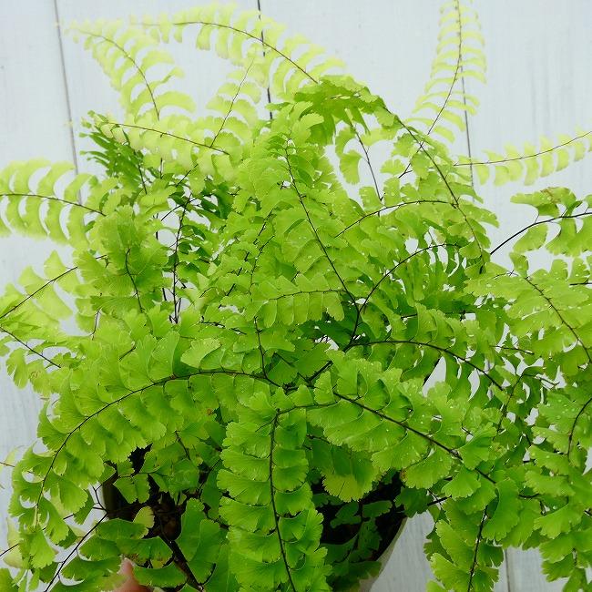 クジャクシダ 苗 3.5号 孔雀羊歯 山野草 アジアンタム 日陰向き 観葉
