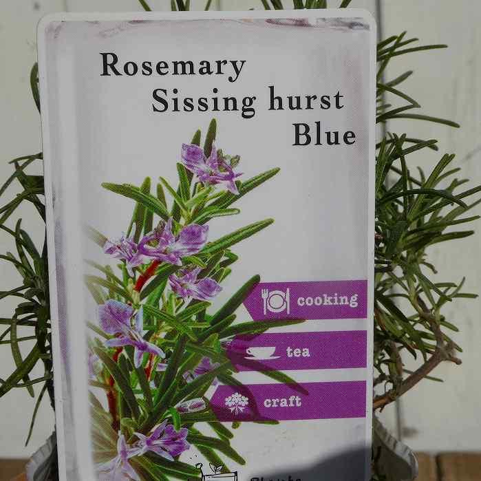 這性ローズマリープラグ苗200本 ローズマリープラグ苗200本 這性ローズマリープラグ苗200本 這性