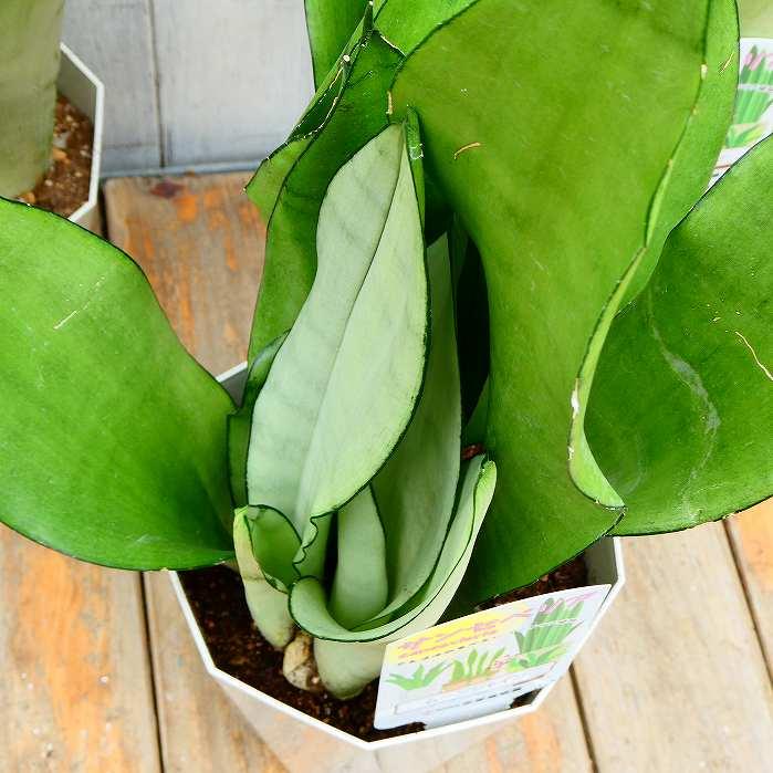 サンスベリア ウィッチャゴールド 3号鉢 観葉植物 サンセベリア サンスベリア ウィッチャゴールド 3号鉢 観葉植物 サンセベリア