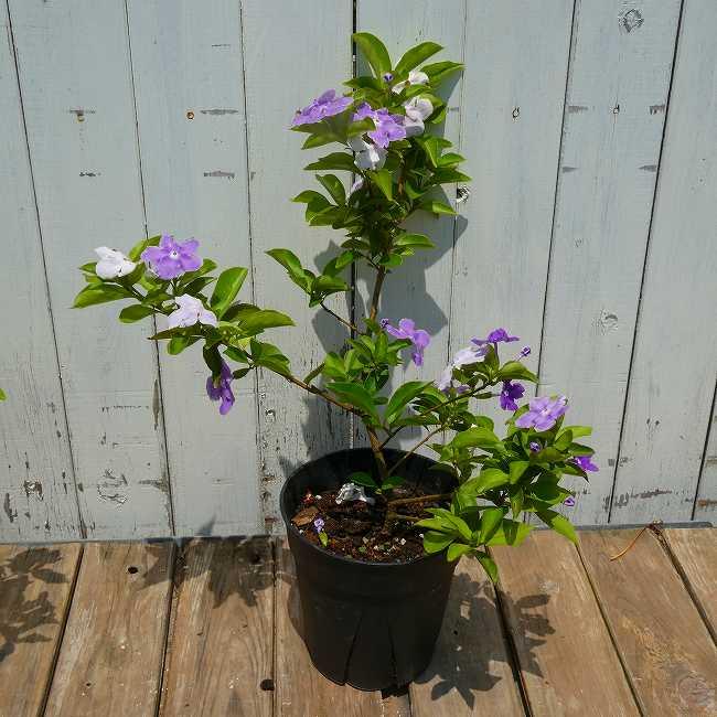 ニオイバンマツリ ニオイバンマツリ 5号 苗 鉢植え バンマツリ 香りの花 青から白へ花色