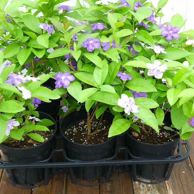 ニオイバンマツリ 5号 苗 鉢植え バンマツリ 香りの花 青から白へ花色