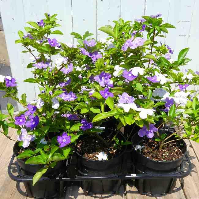ニオイバンマツリ 5号 苗 鉢植え バンマツリ 香りの花 青から白へ花色